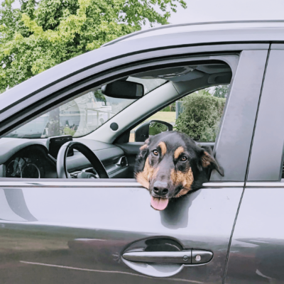 Dog in the car for a pet taxi service