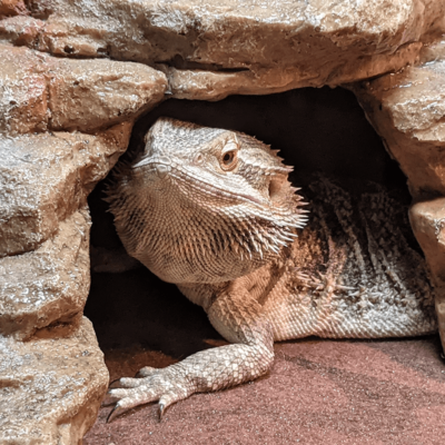 lizard small pet care