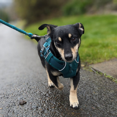 Happy small dog during a dog walking session in west linn