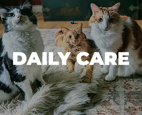 Daily pet care in Oregon City, West Linn, and Lake Oswgo