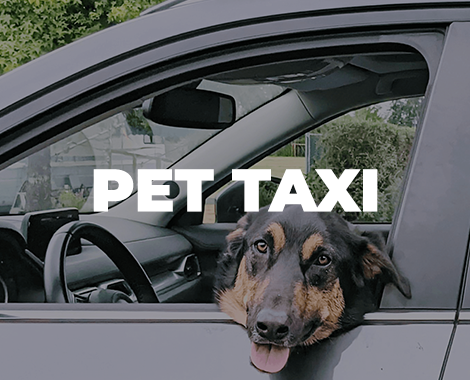 Pet Taxi Services in West Linn, Oregon City, and Lake Oswego