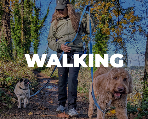 Dog Walking for one dog or in a group setting in West Linn, Oregon City, and Lake Oswego